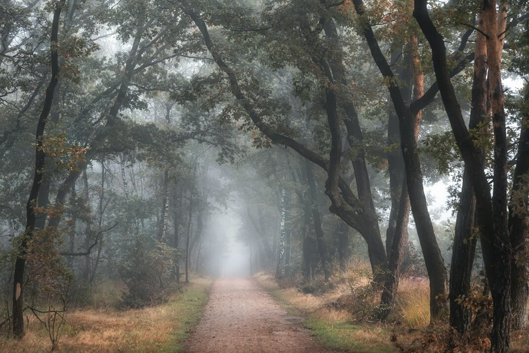 mysterious forest path