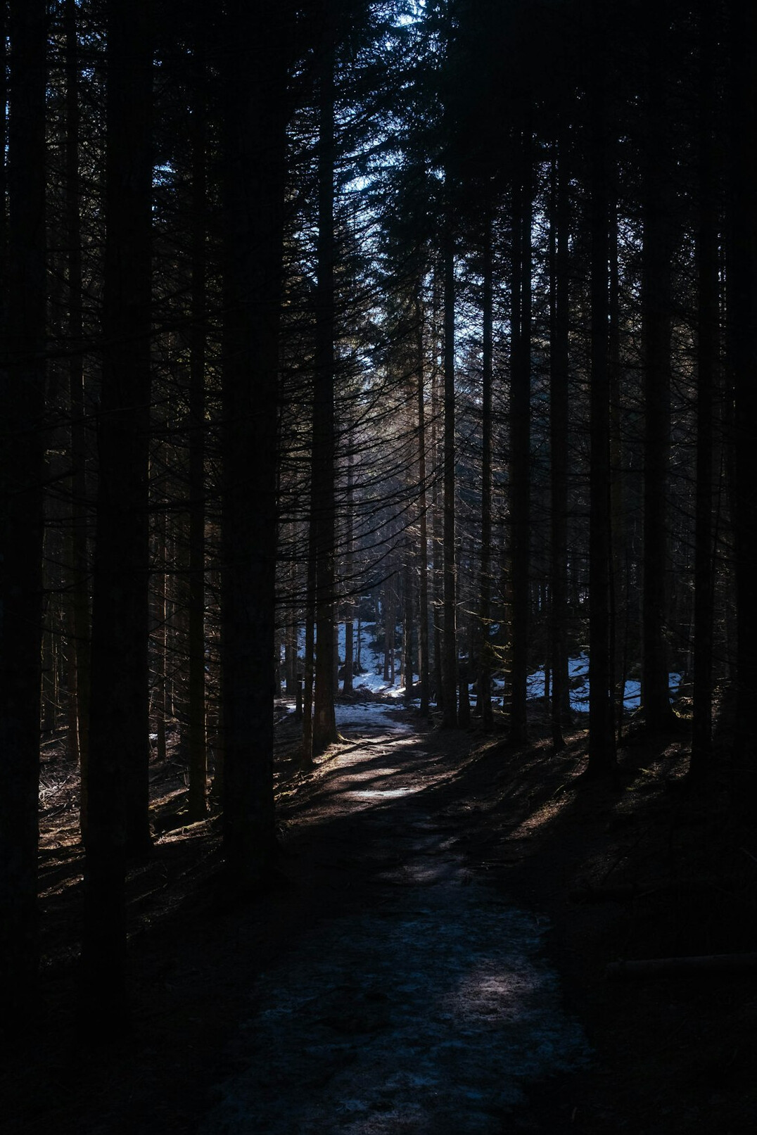 mysterious forest path